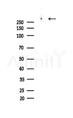 MAP1B Antibody - Western blot analysis of lysates from Mouse brain, using MAP1B Antibody at 1/1000 dilution.