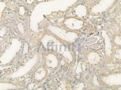OPA3 Antibody - DF12436 at 1/100 staining human normal kidney tissue by IHC-P.
