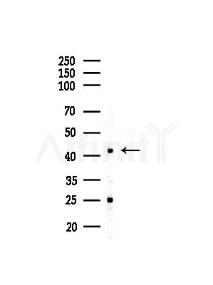 OXA1L Antibody - Western blot analysis of lysates from Mouse brain, using OXA1L Antibody at 1/1000 dilution.