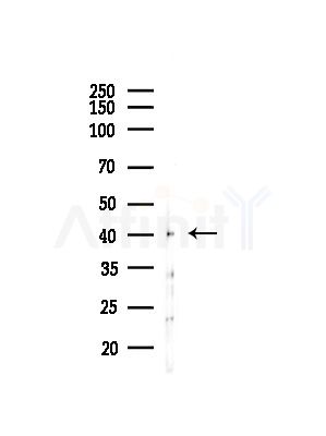 OXA1L Antibody - Western blot analysis of lysates from Rat testis, using OXA1L Antibody at 1/1000 dilution.
