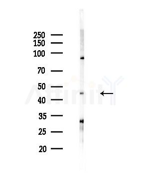PAFAH2 Antibody - Western blot analysis of lysates from HepG2 cells(LPS,4h treatment), using PAFAH2 Antibody at 1/1000 dilution.