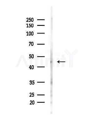 PARVB Antibody - Western blot analysis of lysates from Hela cells(heat-shock,45min treatment), using PARVB Antibody at 1/1000 dilution.
