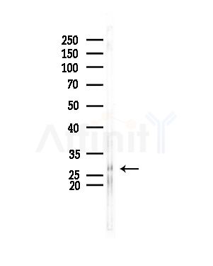 PCMT1 Antibody - Western blot analysis of lysates from RAW264.