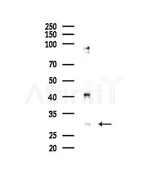 PHF11 Antibody - Western blot analysis of lysates from HepG2 cells, using PHF11 Antibody at 1/1000 dilution.