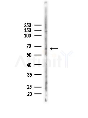 PHF19 Antibody - Western blot analysis of lysates from Mouse brain, using PHF19 Antibody at 1/1000 dilution.