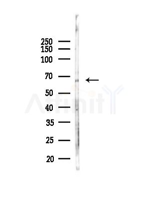 PHF19 Antibody - Western blot analysis of lysates from Rat testis, using PHF19 Antibody at 1/1000 dilution.