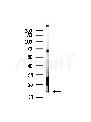 RBBP9 Antibody - Western blot analysis of lysates from Rat testis, using RBBP9 Antibody at 1/1000 dilution.