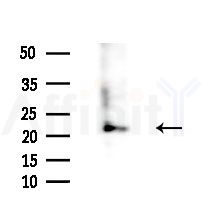 REEP6 Antibody - Western blot analysis of extracts from Hela cells(heat-shock,45min treatment), using REEP6 Antibody at 1/1000 dilution.
