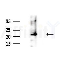 REEP6 Antibody - Western blot analysis of extracts from MCF7 cells(heat-shock,45min treatment), using REEP6 Antibody at 1/1000 dilution.