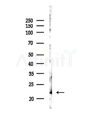 REEP6 Antibody - Western blot analysis of lysates from MCF7 cells(heat-shock,45min treatment), using REEP6 Antibody at 1/1000 dilution.