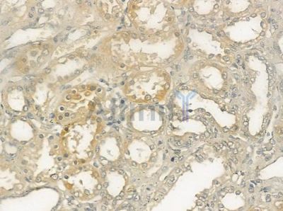 REEP6 Antibody - DF12464 at 1/100 staining human normal kidney tissue by IHC-P.