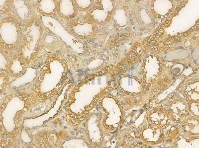 RPS14 Antibody - DF12468 at 1/100 staining human normal kidney tissue by IHC-P.