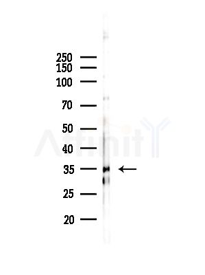 SGCG Antibody - Western blot analysis of lysates from Rat testis, using SGCG Antibody at 1/1000 dilution.
