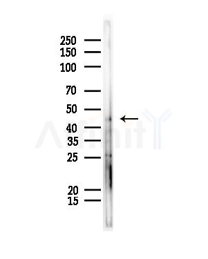 SLC25A46 Antibody - Western blot analysis of lysates from Rat liver, using SLC25A46 Antibody at 1/1000 dilution.
