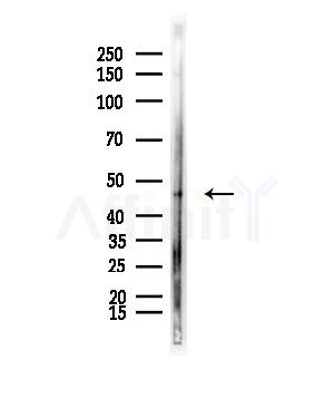 SLC25A46 Antibody - Western blot analysis of lysates from Mouse lung, using SLC25A46 Antibody at 1/1000 dilution.