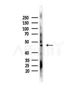 SLC25A46 Antibody - Western blot analysis of lysates from COLO205 cells(heat-shock,45min treatment), using SLC25A46 Antibody at 1/1000 dilution.