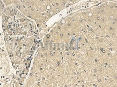 TRIM14 Antibody - DF12490 at 1/100 staining human normal liver tissue by IHC-P.