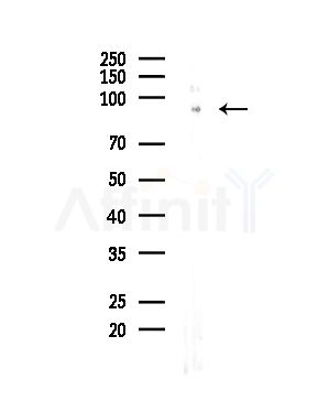 TRPC4AP Antibody - Western blot analysis of lysates from HepG2 cells, using TRPC4AP Antibody at 1/1000 dilution.