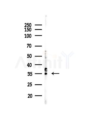 UFD1L Antibody - Western blot analysis of lysates from Rat testis, using UFD1L Antibody at 1/1000 dilution.