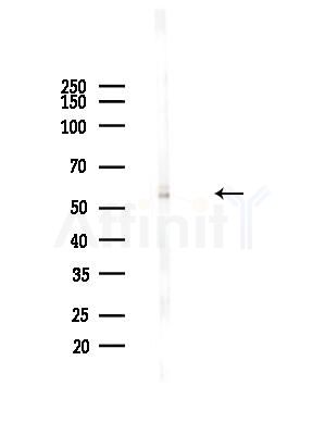 WISP1 Antibody - Western blot analysis of lysates from Mouse liver, using WISP1 Antibody at 1/1000 dilution.