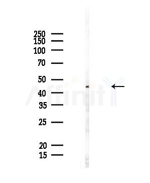 ZFYVE27 Antibody - Western blot analysis of lysates from Rat liver, using ZFYVE27 Antibody at 1/1000 dilution.