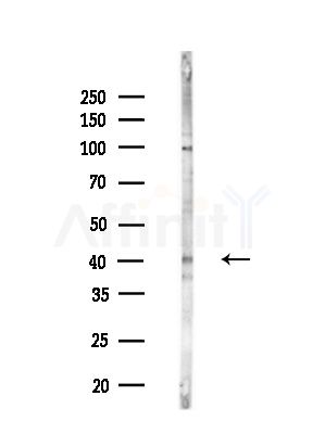 xCT Antibody - Western blot analysis of lysates from B16F10-LUC cells(LPS,4h treatment), using xCT Antibody at 1/1000 dilution.