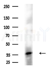 TRA2B Antibody - Western blot analysis of extracts from Rat liver, using TRA2B Antibody at 1/1000 dilution.