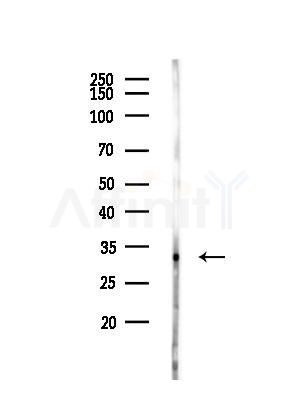 TRA2B Antibody - Western blot analysis of lysates from Rat liver, using TRA2B Antibody at 1/1000 dilution.