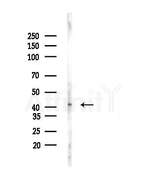 MTCH1 Antibody - Western blot analysis of lysates from 3T3-L1 cells(heat-shock, 45min treatment), using MTCH1 Antibody at 1/1000 dilution.