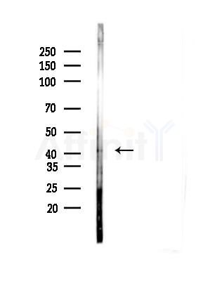 MTCH1 Antibody - Western blot analysis of lysates from Mouse liver, using MTCH1 Antibody at 1/1000 dilution.
