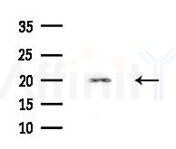 MFAP5 Antibody - Western blot analysis of extracts from Rat brain, using MFAP5 Antibody at 1/1000 dilution.