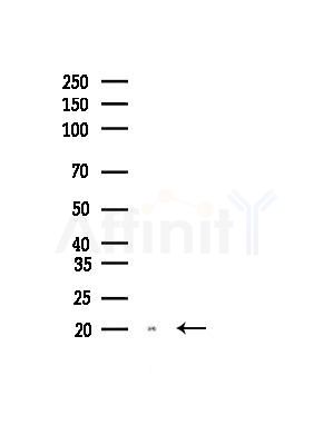 MFAP5 Antibody - Western blot analysis of lysates from Rat brain, using MFAP5 Antibody at 1/1000 dilution.