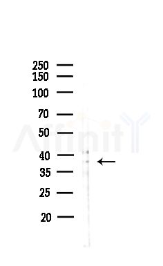 THA11 Antibody - Western blot analysis of lysates from Hela cells(heat-shock,45min treatment), using THA11 Antibody at 1/1000 dilution.