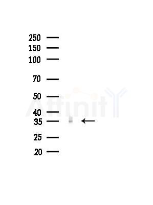 MSI2H Antibody - Western blot analysis of lysates from Mouse liver, using MSI2H Antibody at 1/1000 dilution.