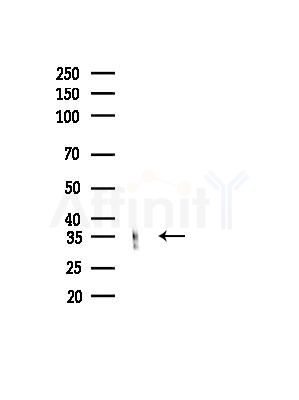 MSI2H Antibody - Western blot analysis of lysates from Rat brain, using MSI2H Antibody at 1/1000 dilution.