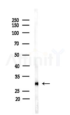 ATP6V1E1 Antibody - Western blot analysis of lysates from Mouse brain, using ATP6V1E1 Antibody at 1/1000 dilution.
