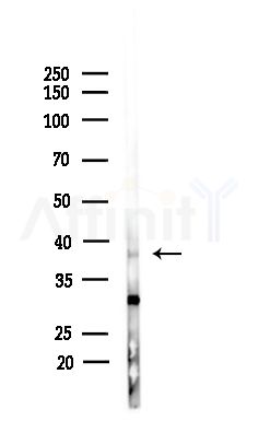AUP1 Antibody - Western blot analysis of lysates from Mouse brain, using AUP1 Antibody at 1/1000 dilution.