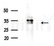 C19orf52 Antibody - Western blot analysis of extracts from Mouse liver, using C19orf52 Antibody at 1/1000 dilution.