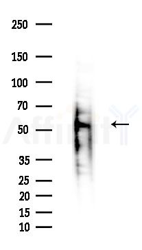 C6orf150 Antibody - Western blot analysis of extracts from Mouse liver, using C6orf150 Antibody at 1/1000 dilution.