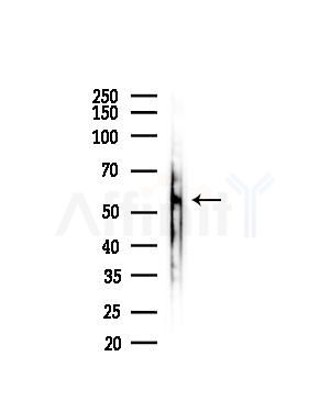 C6orf150 Antibody - Western blot analysis of lysates from Mouse liver, using C6orf150 Antibody at 1/1000 dilution.