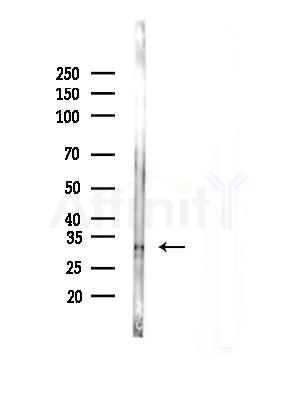 CHMP2B Antibody - Western blot analysis of lysates from Mouse liver, using CHMP2B Antibody at 1/1000 dilution.