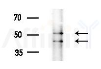 DMKN Antibody - Western blot analysis of extracts from 3T3-L1 cells
(heat-shock treatment), using DMKN Antibody at 1/1000 dilution.