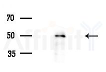 DMKN Antibody - Western blot analysis of extracts from B16F10-LUC cells
(LPS 4h treatment), using DMKN Antibody at 1/1000 dilution.