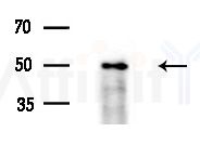 DMKN Antibody - Western blot analysis of extracts from Mouse liver, using DMKN Antibody at 1/1000 dilution.