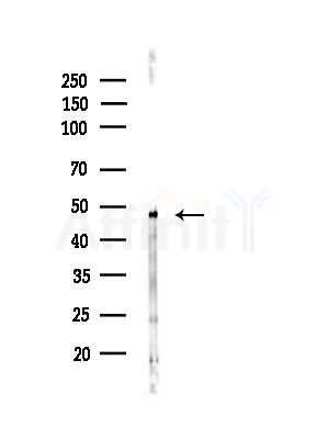 DMKN Antibody - Western blot analysis of lysates from Mouse liver, using DMKN Antibody at 1/1000 dilution.