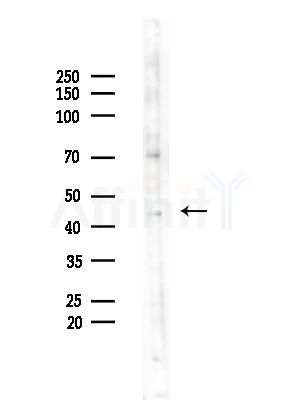 DNAJB12 Antibody - Western blot analysis of lysates from Mouse testis, using DNAJB12 Antibody at 1/1000 dilution.