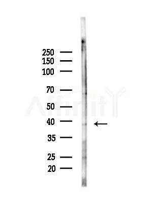 DUSP11 Antibody - Western blot analysis of lysates from Mouse brain, using DUSP11 Antibody at 1/1000 dilution.