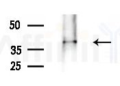 EIF3M Antibody - Western blot analysis of extracts from B16F10-LUC cells
(LPS 4h treatment), using EIF3M Antibody at 1/1000 dilution.