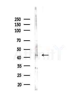 EIF3M Antibody - Western blot analysis of lysates from B16F10-LUC cells(LPS,4h treatment), using EIF3M Antibody at 1/1000 dilution.