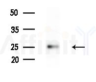 FAM3C Antibody - Western blot analysis of extracts from HepG2 cells(heat-shock treatment), using FAM3C Antibody at 1/1000 dilution.